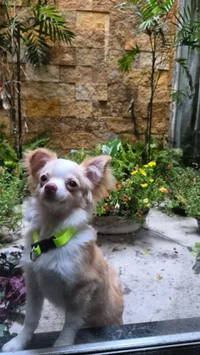 Chihuahua pra cruzar