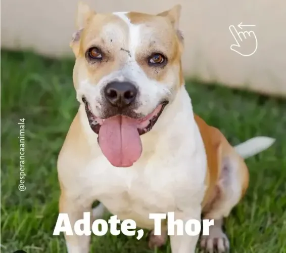 Cachorro
