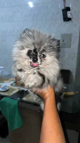 Lulu merle fêmea