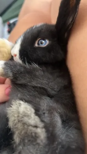 Coelha lop 