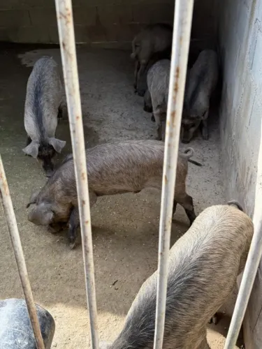 Porcos Moura (preço por KG)