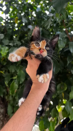 Adoção gatos filhote