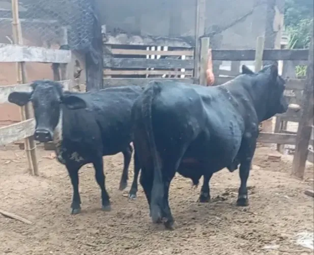 Vende se um casal de mini boi