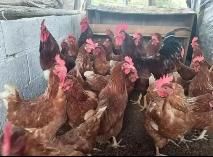 Ovos férteis poedeira embrapa 