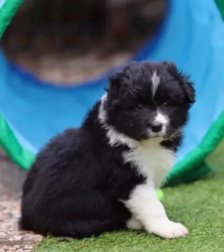 Filhotes de Border Collie | Patinhas em ação.