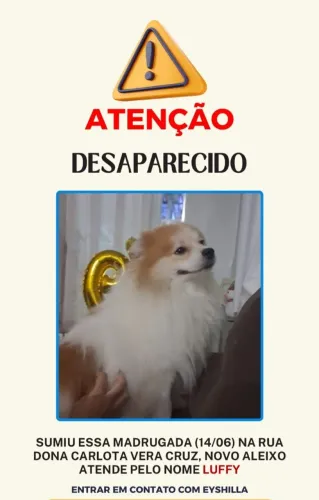 Spitz Alemão - Perdido