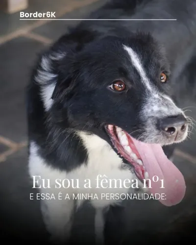 Border Collies Fêmeas