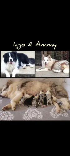 Filhote de Border Collie