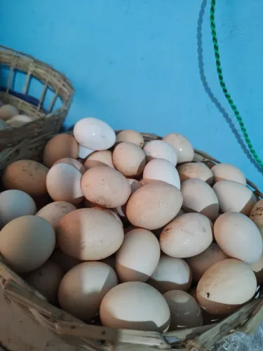 Vendas de ovos caipira