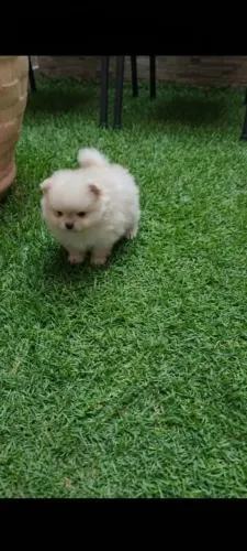Spitz alemão
