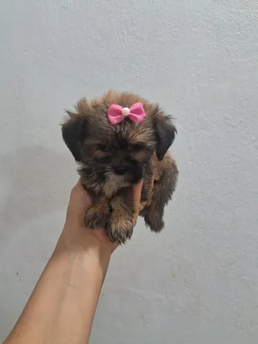 Mine lhasa apso linda de qualidade aceito cartões 