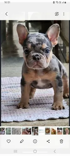 Filhotes de bulldog francês 