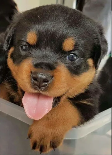 Rottweiler - O Presente Ideal Para Surpreender De Verdade
