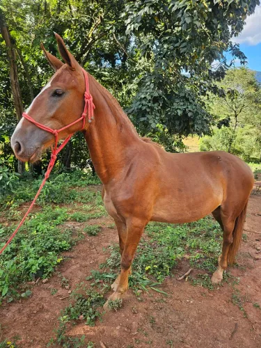 Potra campolina registrada