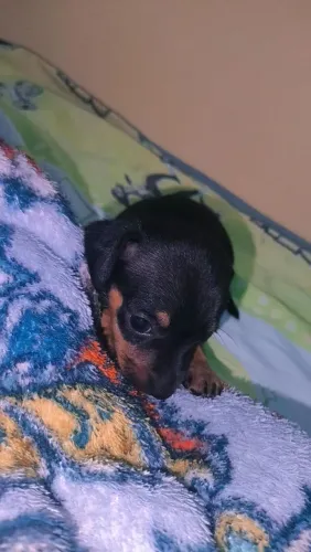 Pinscher