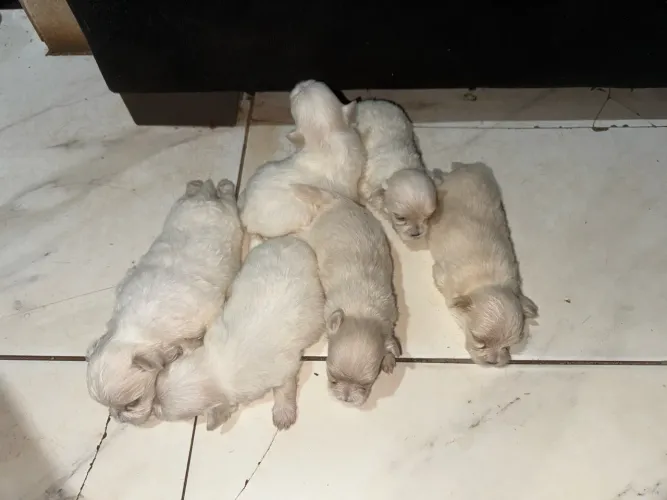 Vendo filhotes sptiz alemão