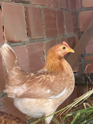 Garninzé bem pequena