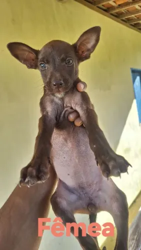 Cachorrinhas para doação 
