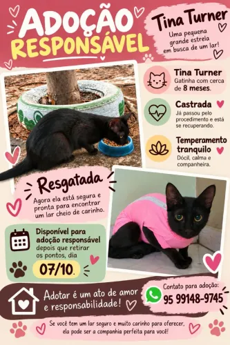 Gatinha para adoção