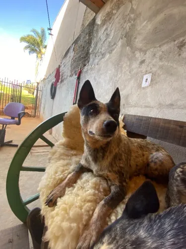 Blue heeler