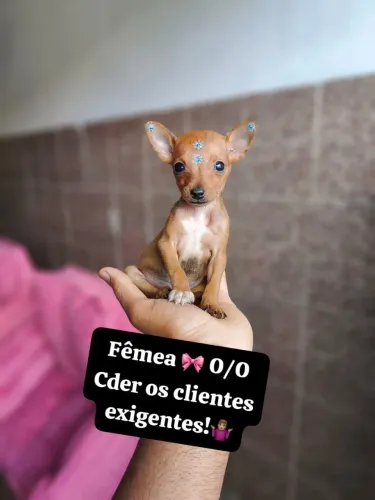 Pinscher com 65 dias vacinado 