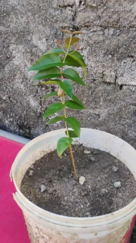 Muda de Pitanga. Valor: 10,00 reais. Retirada no bairro das Indústrias.