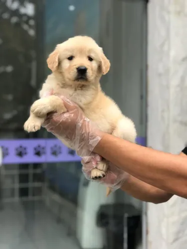 Golden Retriever com Pedigree e Saúde