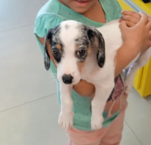 VENDO CACHORRO DACHSHUND(SALSICHA) ARLEQUIM