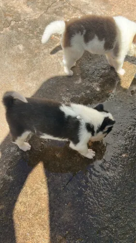 Filhotes de Husky com 30 dias de nascidos 