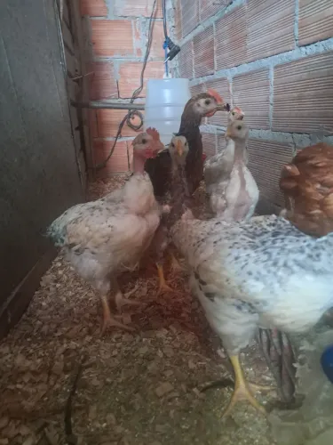 Franguinhos caipira