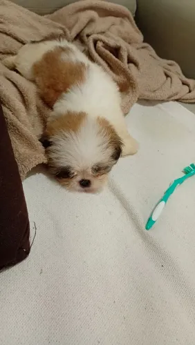 Shitzu macho de 2 meses 