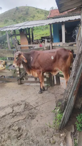 Vendo ou troco bezerros 