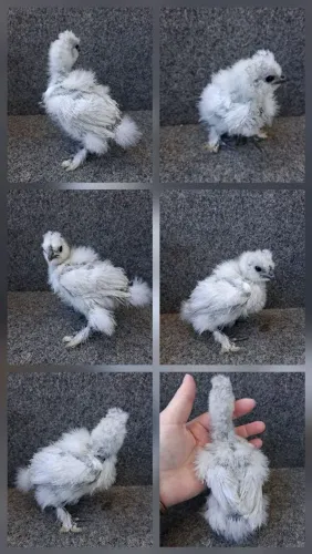 Filhote Sedosa do Japão
