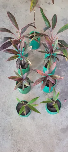 Dracena-vermelha