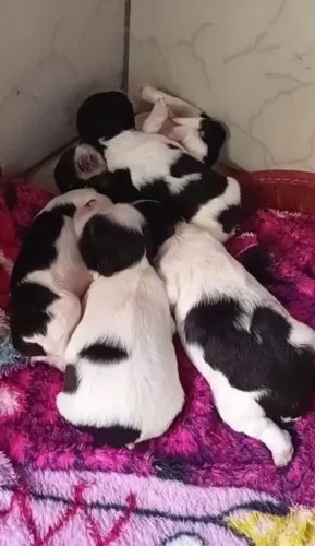 Vendo lindos filhotes de chihtzu