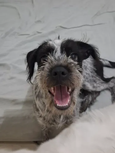 Cachorros para doação em conjunto