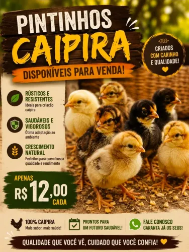 Pintinho caipira