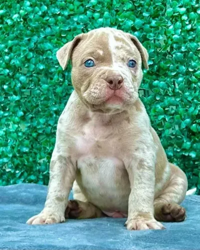AMERICAN BULLY POCKET