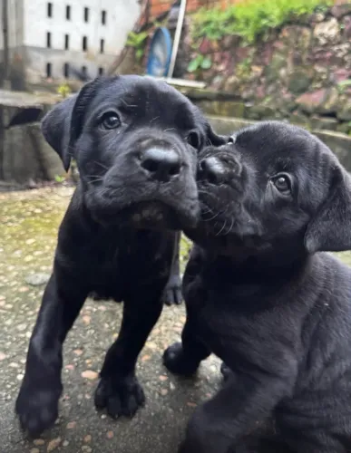 Vende filhote de cachorro Cane Corso