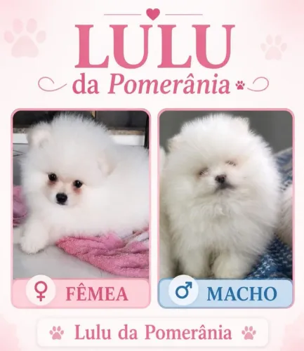 LULU DA POMERANIA