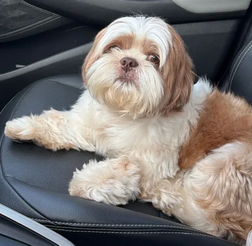 Procura se cadela shih tzu , raça pura , para cruzar com meu cachorro baruck