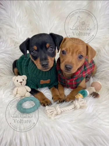 Pinscher zero vacinados entrego e parcelo