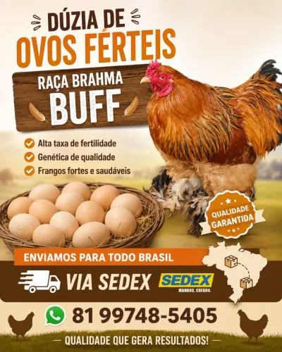 Ovos férteis de Brahma Buff