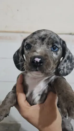 Basset Dachshund Salsicha