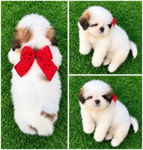 Shihtzu Machinho Mini