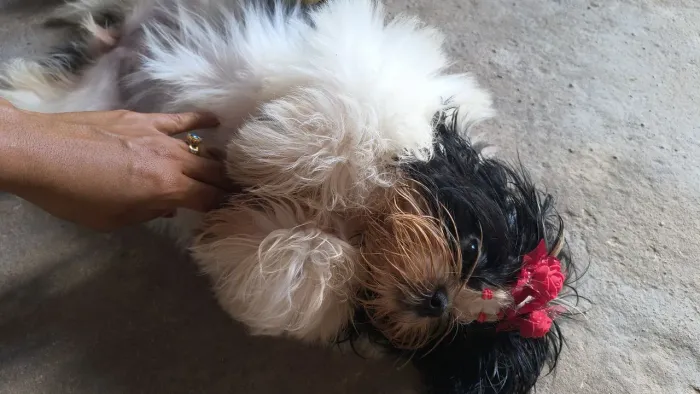 Cachorra Shitzu fêmea 