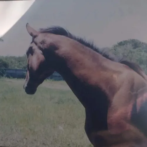 ASG/Caseiro para Haras