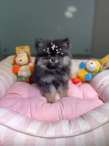 Lulu da pomerânia