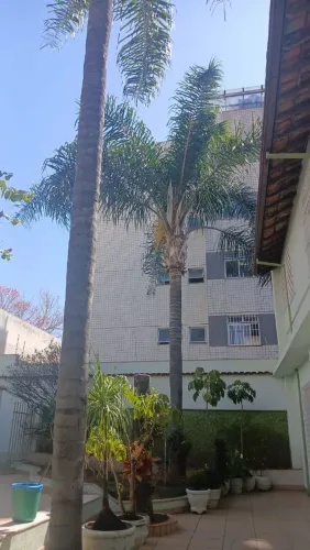 Corte e poda de árvore em geral