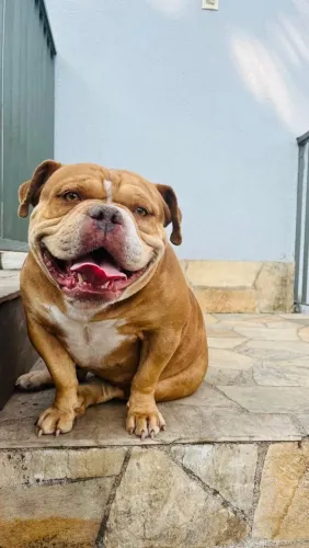 Doação de uma American Bully